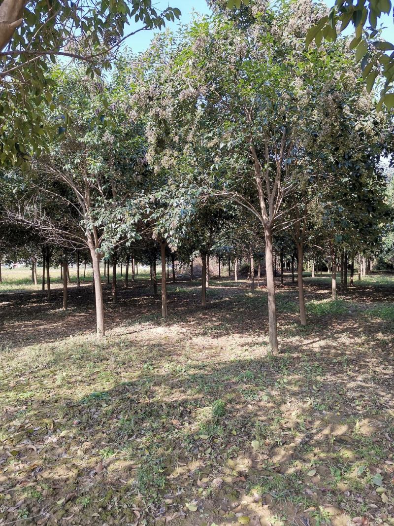 大叶女贞15公分大叶女贞精品树形基地直发杆直帽圆