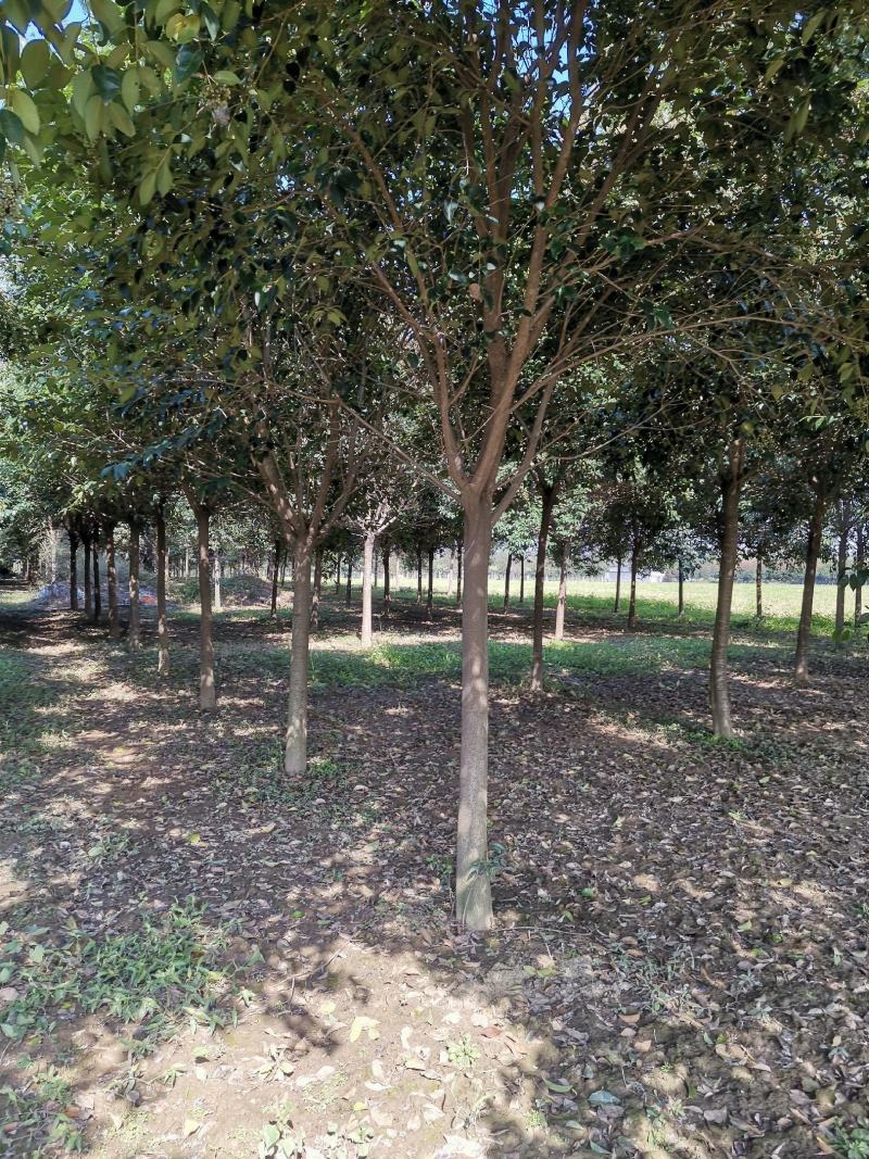 大叶女贞15公分大叶女贞精品树形基地直发杆直帽圆