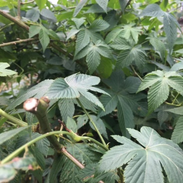 甜茶，金秀大瑶山一手货源，产地直发，量大价优