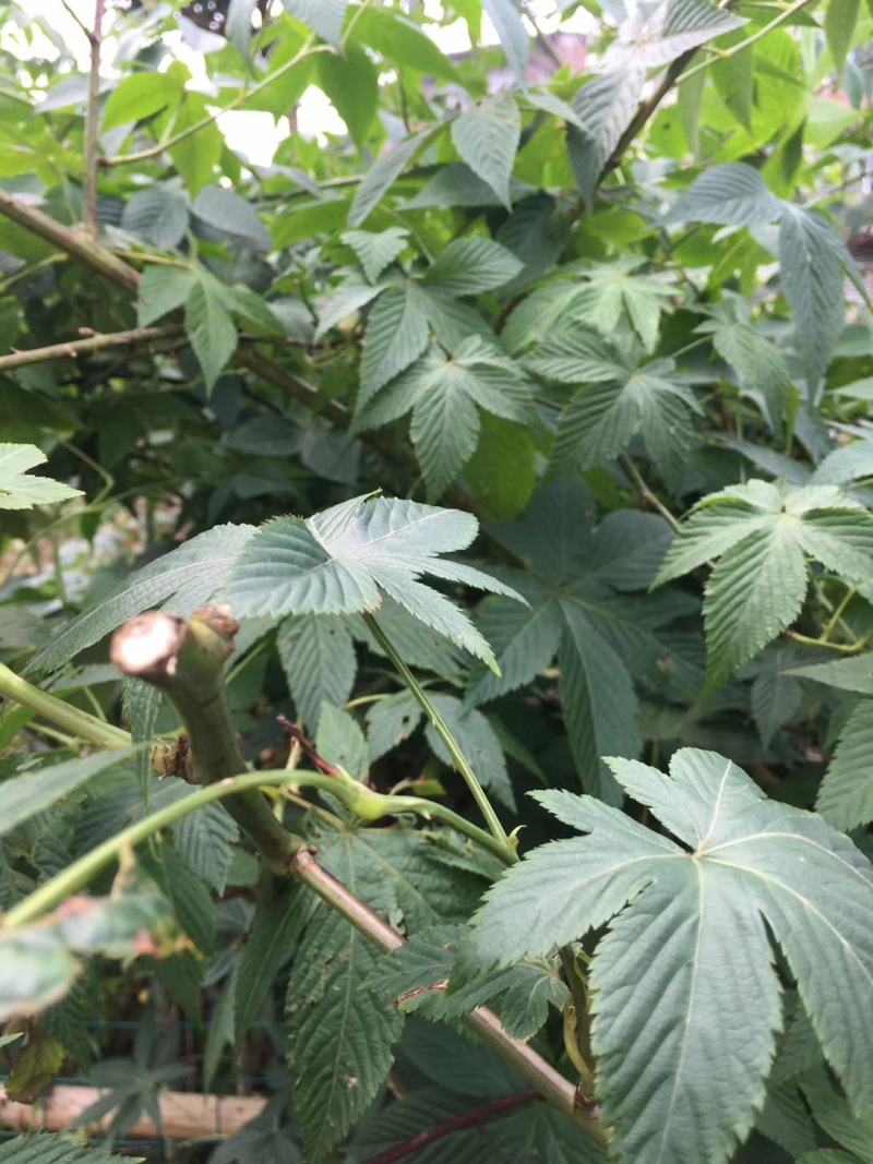 甜茶，金秀大瑶山一手货源，产地直发，量大价优