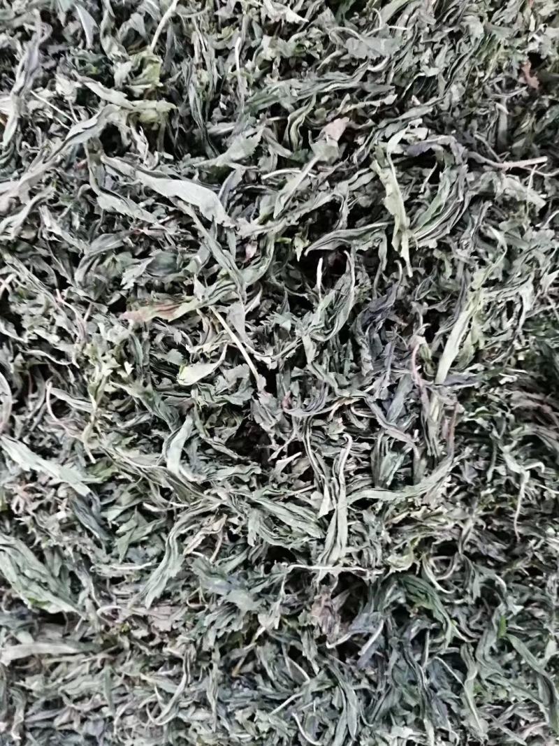 甜茶，金秀大瑶山一手货源，产地直发，量大价优