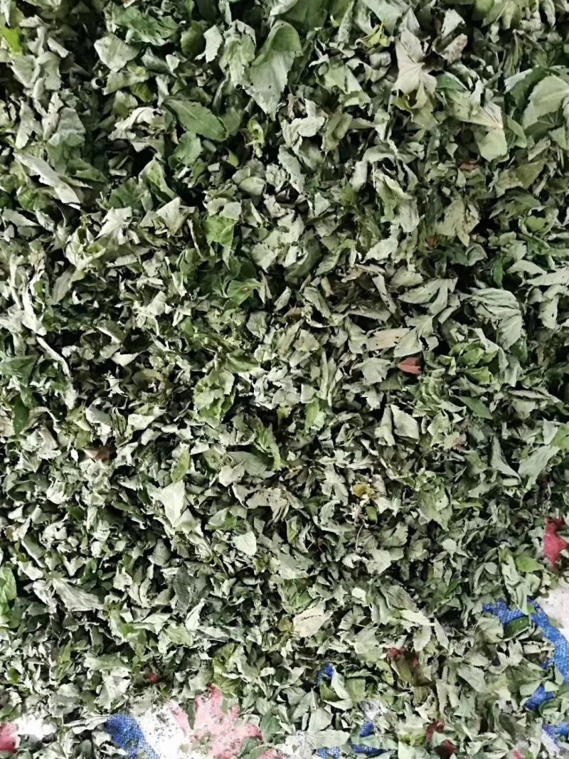 甜茶，金秀大瑶山一手货源，产地直发，量大价优