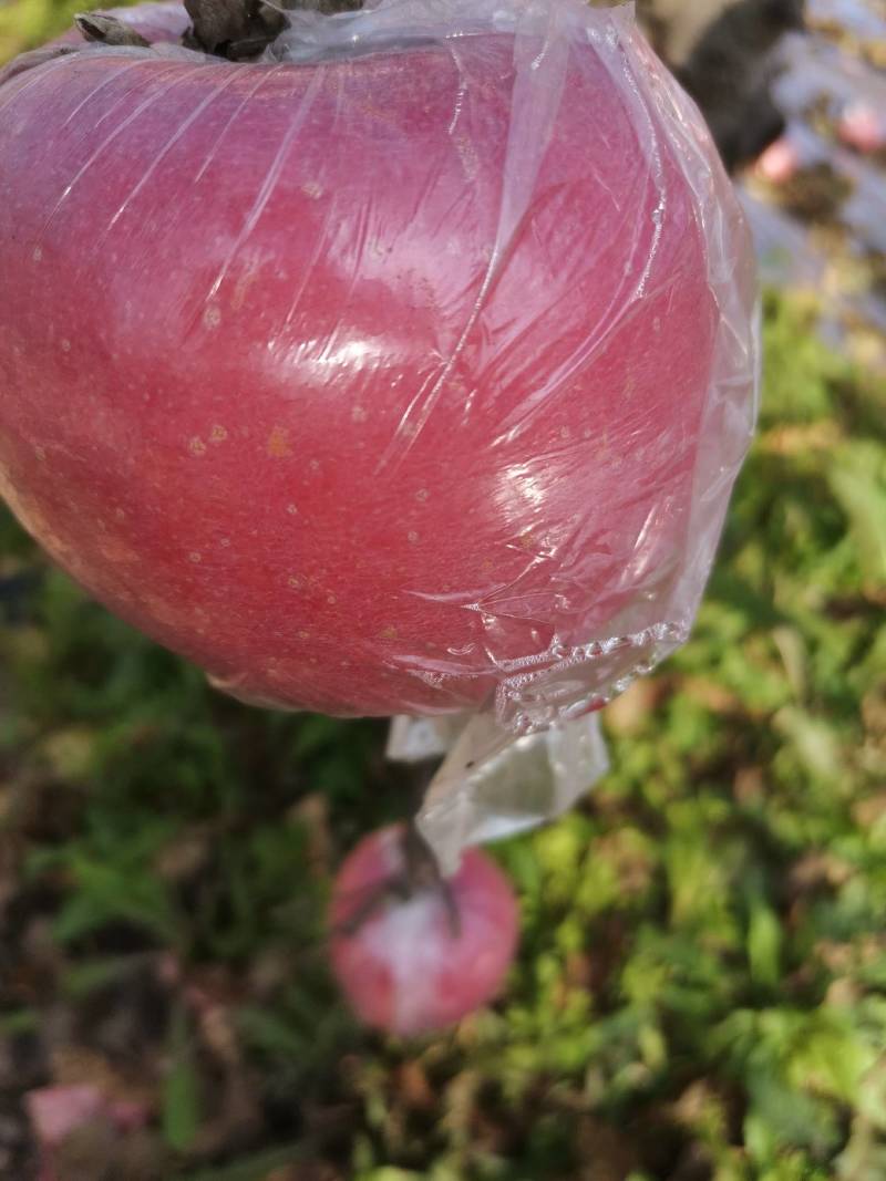 山西晋南丘陵水晶红富士苹果