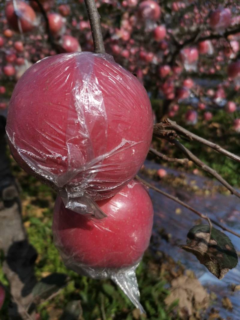 山西晋南丘陵水晶红富士苹果