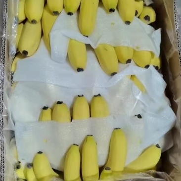 香蕉