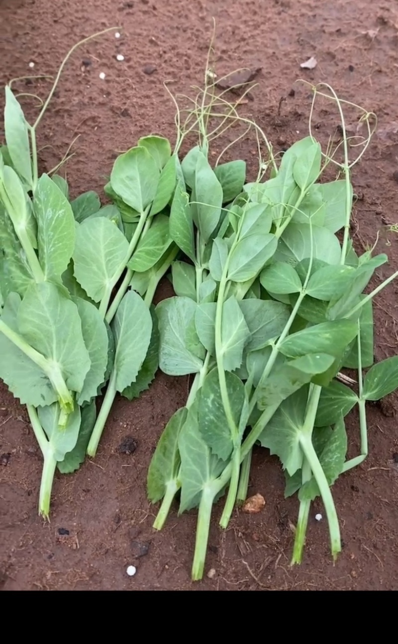 种植基地大面积种植新鲜豌豆苗大量上市