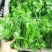 种植基地大面积种植新鲜豌豆苗大量上市