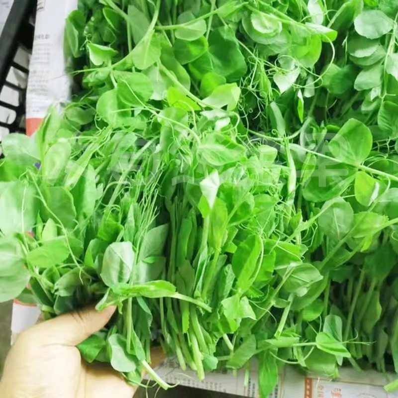 种植基地大面积种植新鲜豌豆苗大量上市