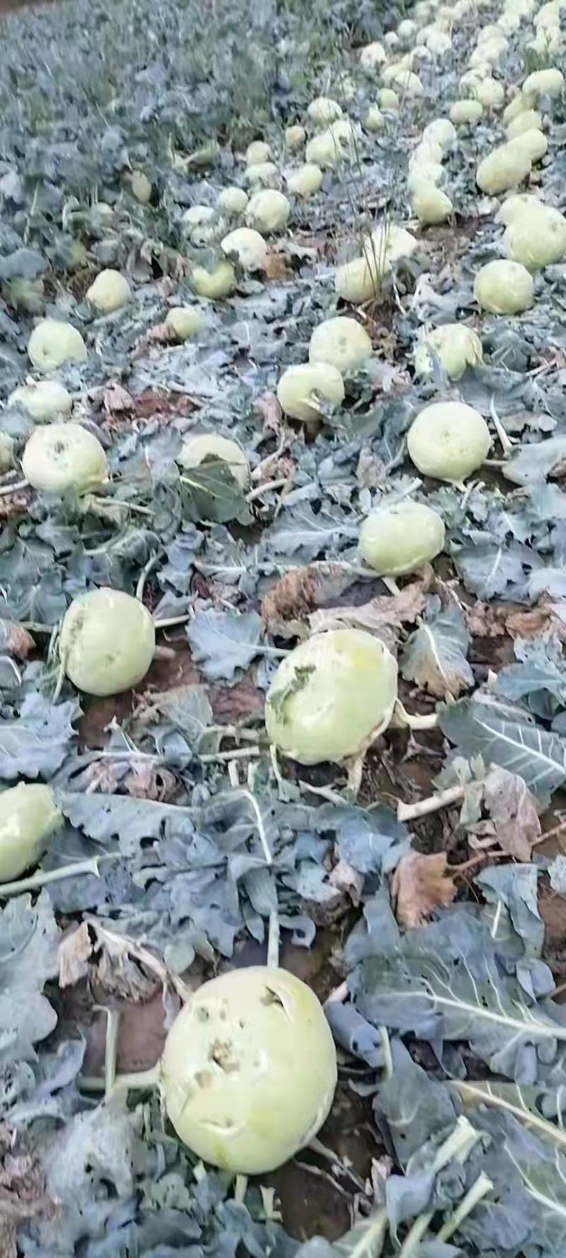 陕北榆林定边泡菜王苤蓝菜大量供应中，欢迎广大客户下单