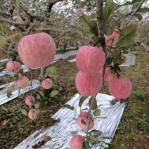 甘肃陕西高原红富士条纹红富士大量出货