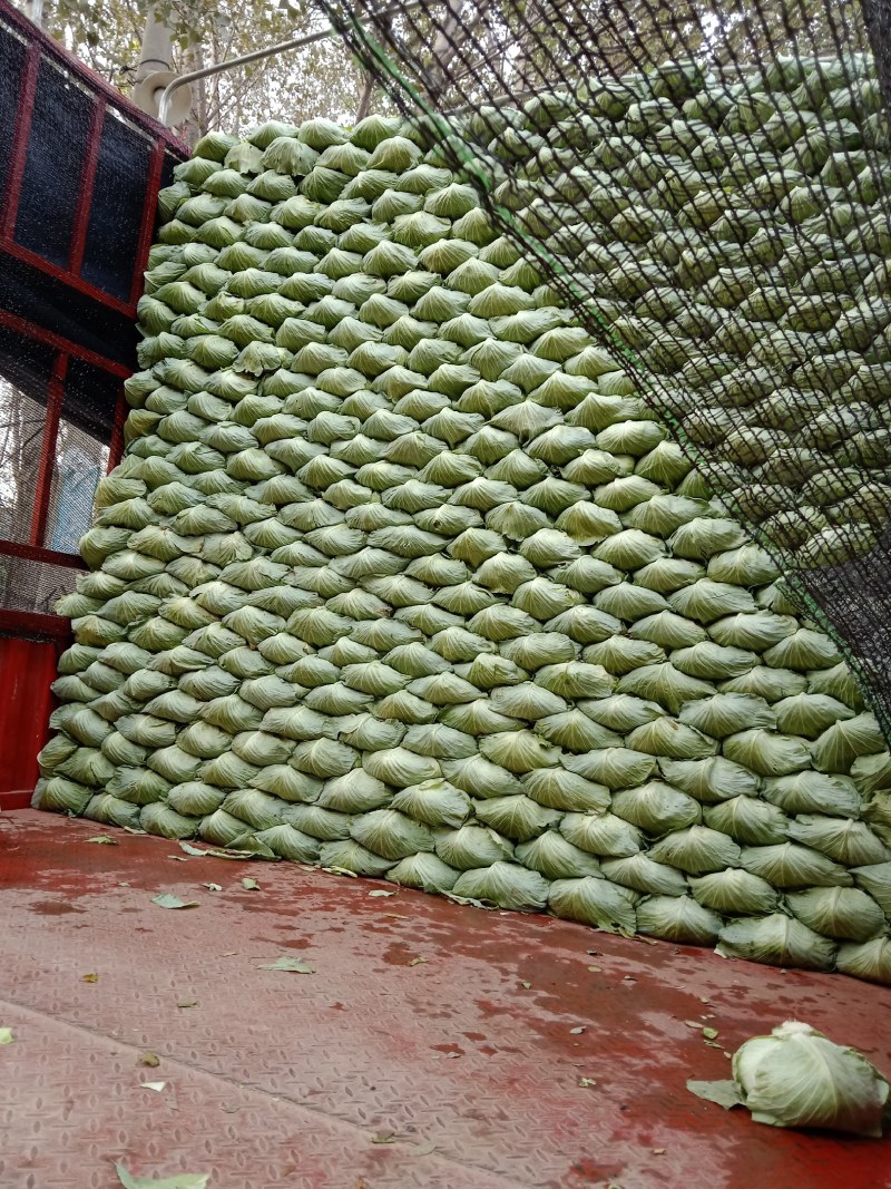 《京丰包菜》发市场小个二三斤基地种植货源充足
