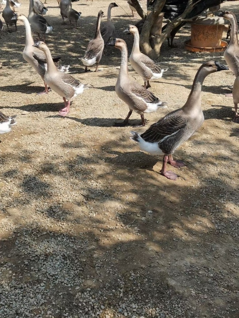 长期出阳江鹅阳江杂黑棕鹅棚鹅地销地通品种齐全