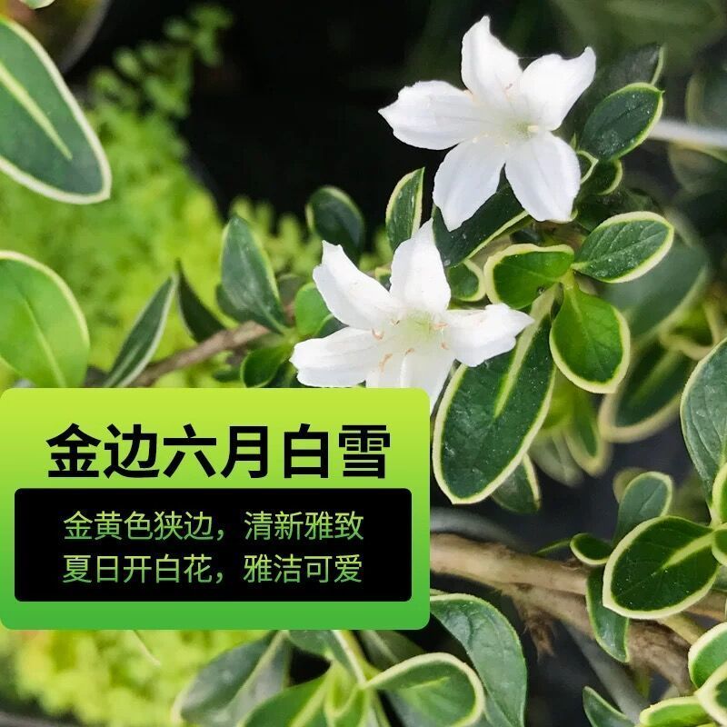 六月雪盆景悬崖临水式金边六月雪提根抱石趣味微型室内外盆栽