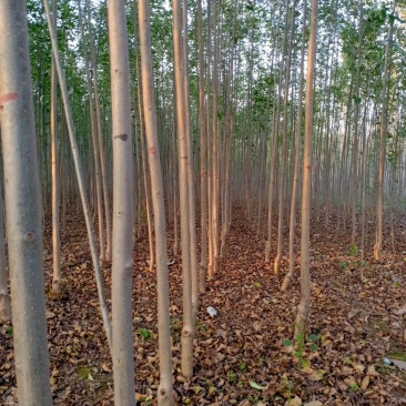 顺发苗圃大量出售107杨树苗，视频看货欢迎咨询