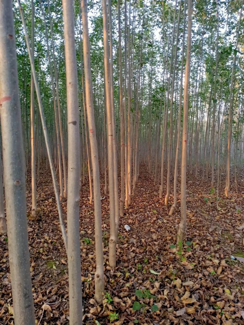 顺发苗圃大量出售107杨树苗，视频看货欢迎咨询