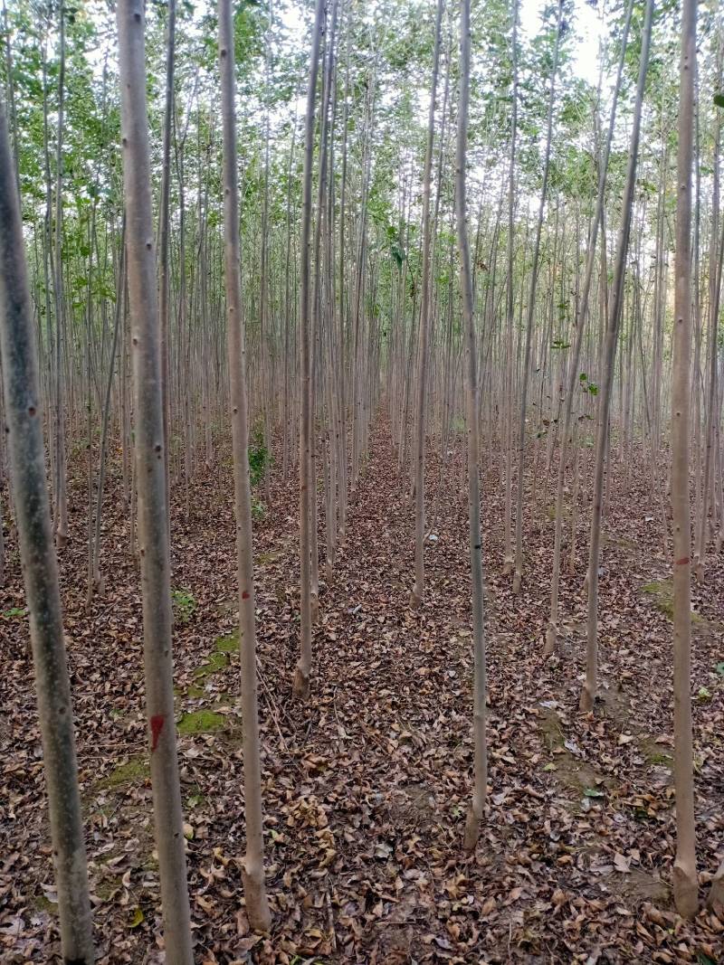顺发苗圃大量出售107杨树苗，视频看货欢迎咨询