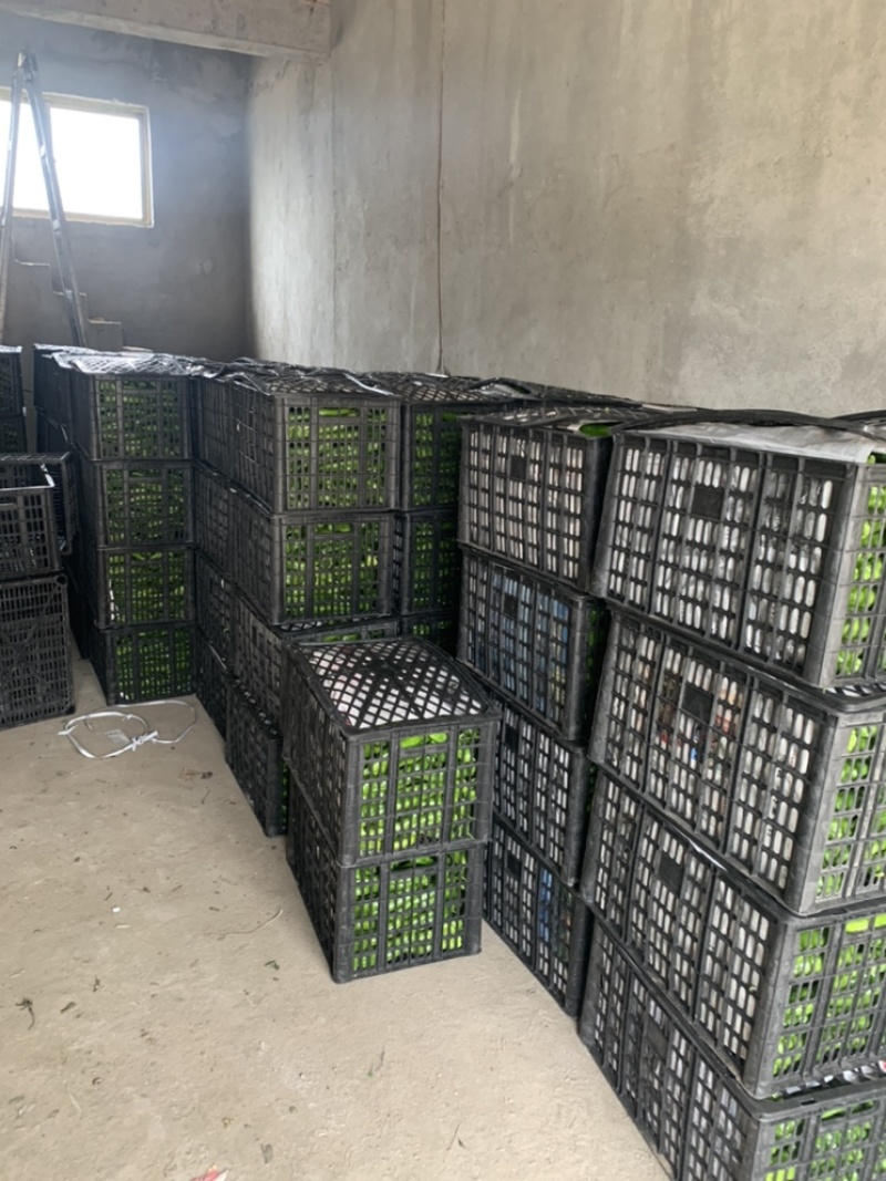 【精选辣椒】301辣椒大量上市中产地长期大量供应一手货源