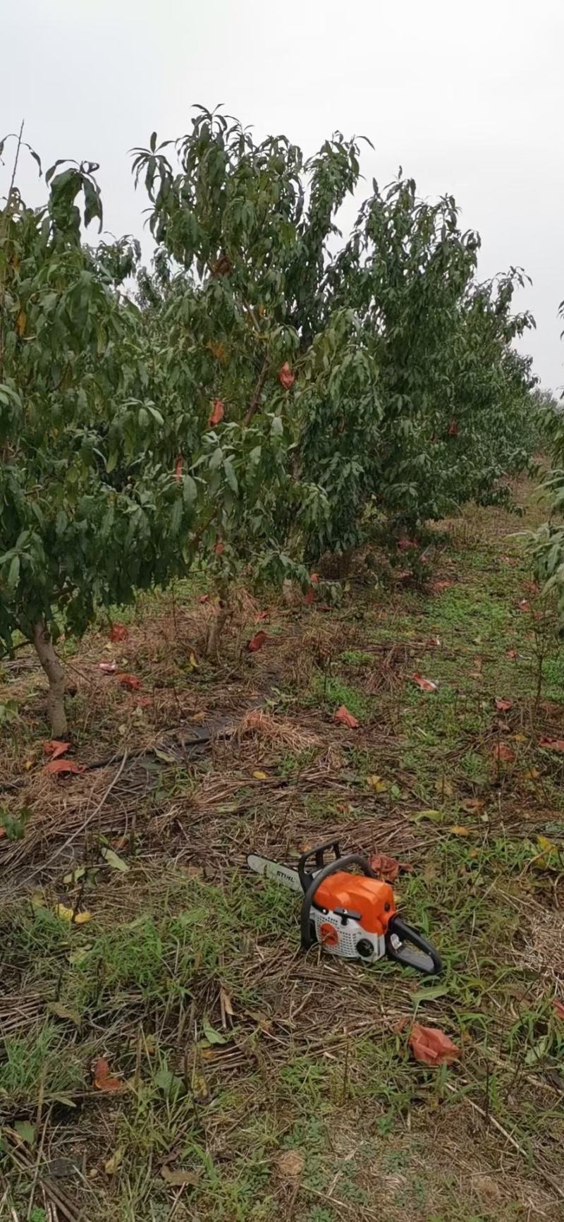 占地桃树（2至10公分根系好，）成活率高，欢迎选购