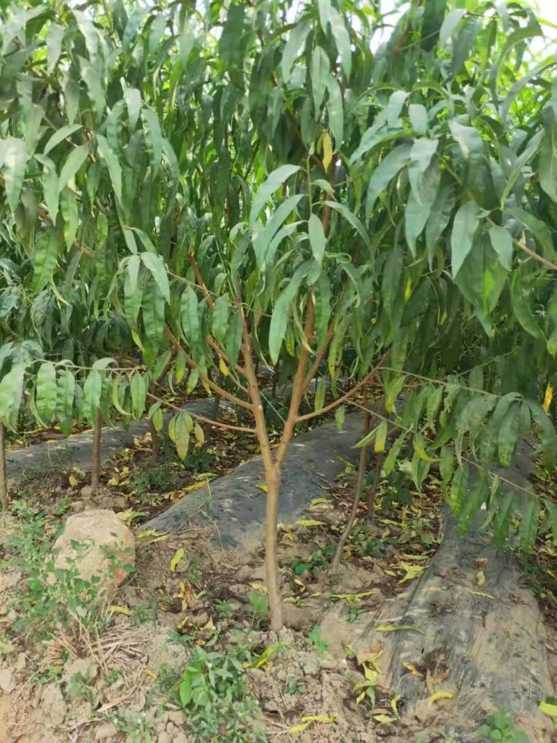 占地桃树（2至10公分根系好，）成活率高，欢迎选购