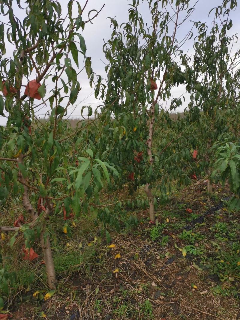 占地桃树（2至10公分根系好，）成活率高，欢迎选购