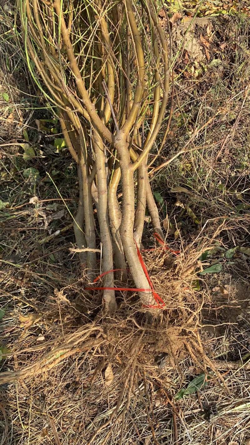 占地桃树（2至10公分根系好，）成活率高，欢迎选购