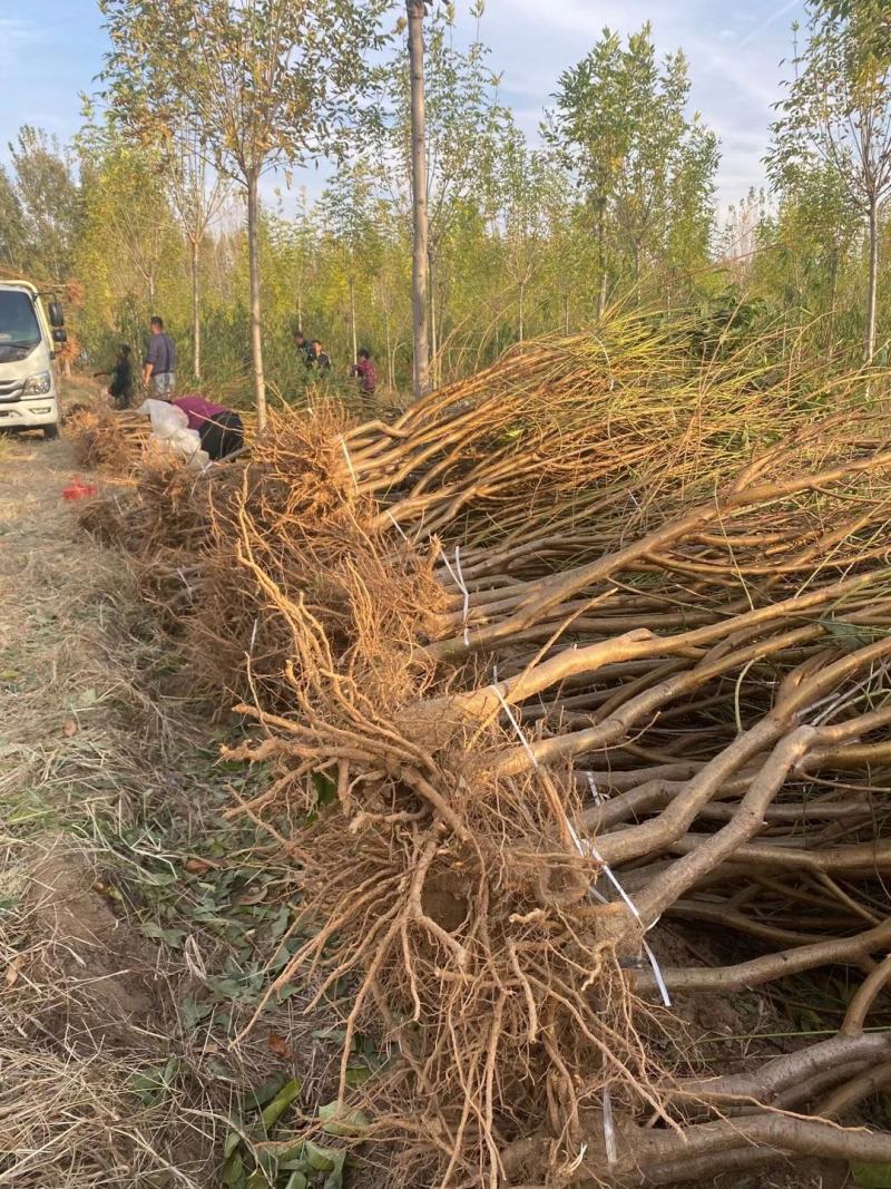 占地桃树（2至10公分根系好，）成活率高，欢迎选购