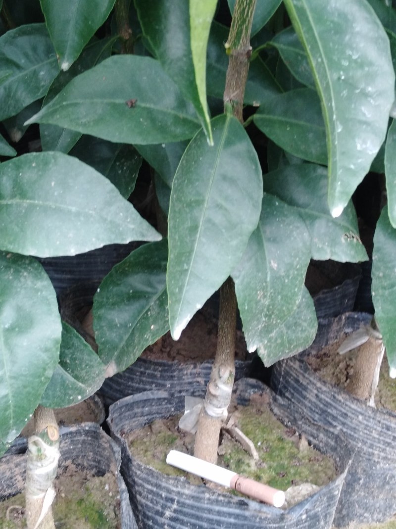 包成活耙耙柑，春见苗，1年苗，2年苗，地苗，杯苗均有