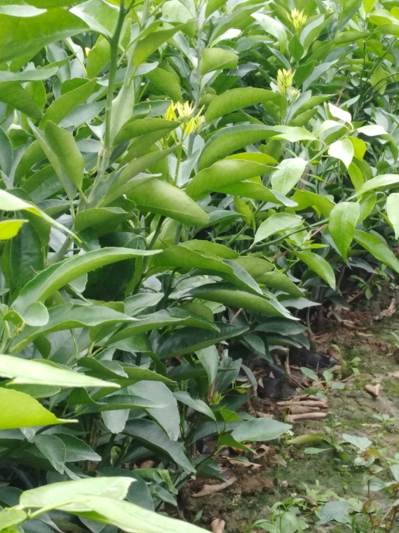 包成活耙耙柑，春见苗，1年苗，2年苗，地苗，杯苗均有