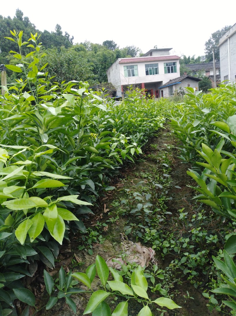 包成活耙耙柑，春见苗，1年苗，2年苗，地苗，杯苗均有