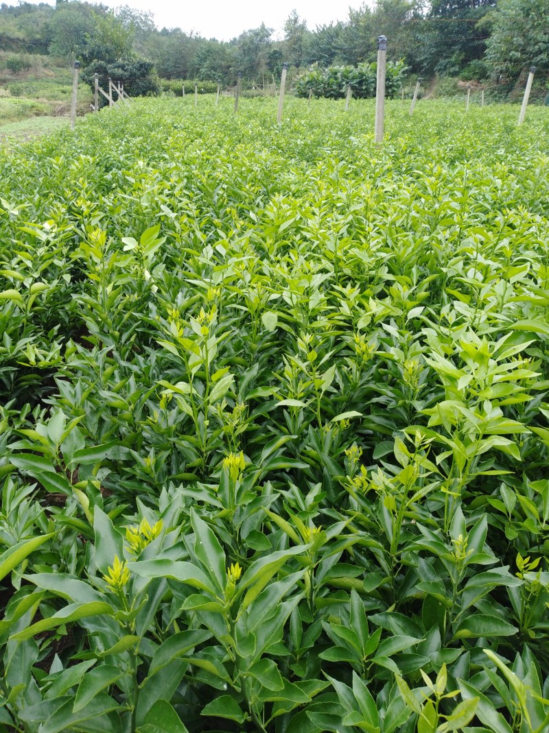 包成活耙耙柑，春见苗，1年苗，2年苗，地苗，杯苗均有