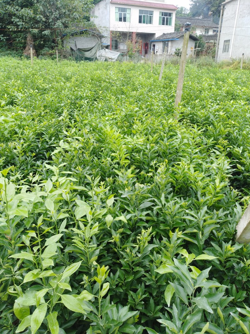 包成活耙耙柑，春见苗，1年苗，2年苗，地苗，杯苗均有