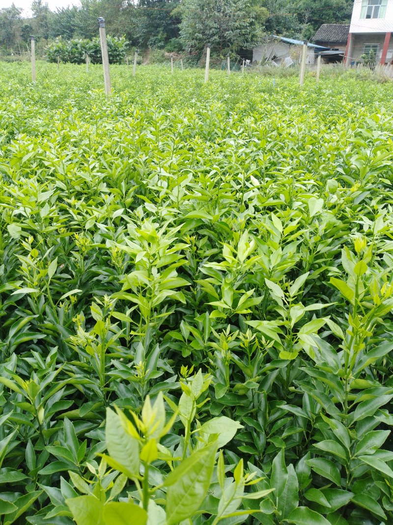 包成活耙耙柑，春见苗，1年苗，2年苗，地苗，杯苗均有