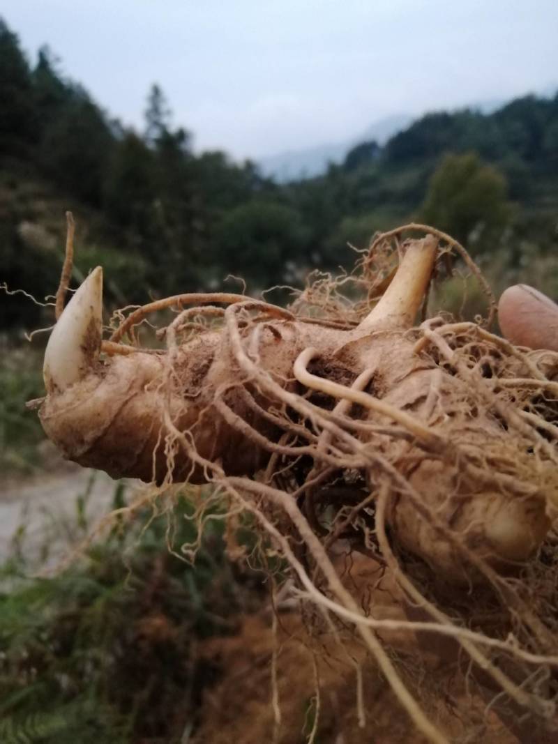 （包邮）多花姜型甜黄精野生姜形黄精块茎种子。