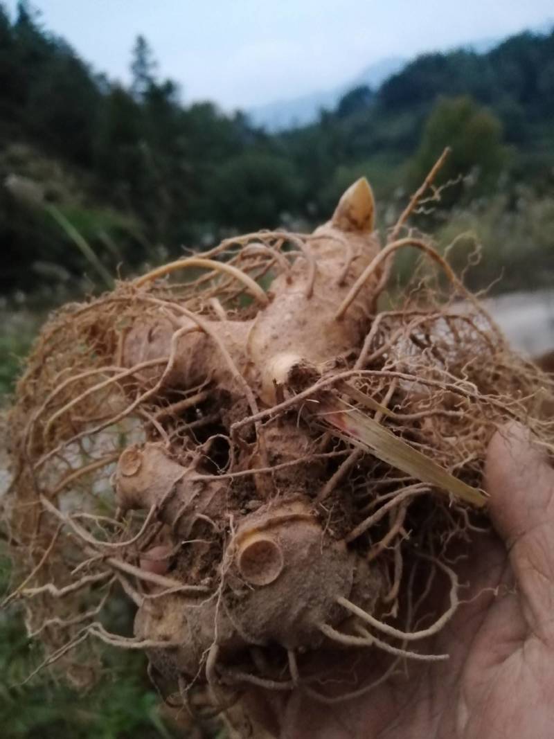（包邮）多花姜型甜黄精野生姜形黄精块茎种子。