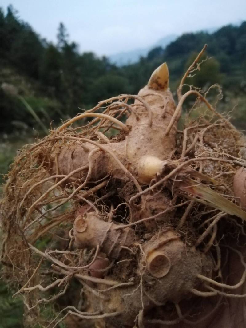 （包邮）多花姜型甜黄精野生姜形黄精块茎种子。