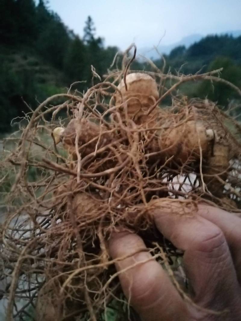（包邮）多花姜型甜黄精野生姜形黄精块茎种子。
