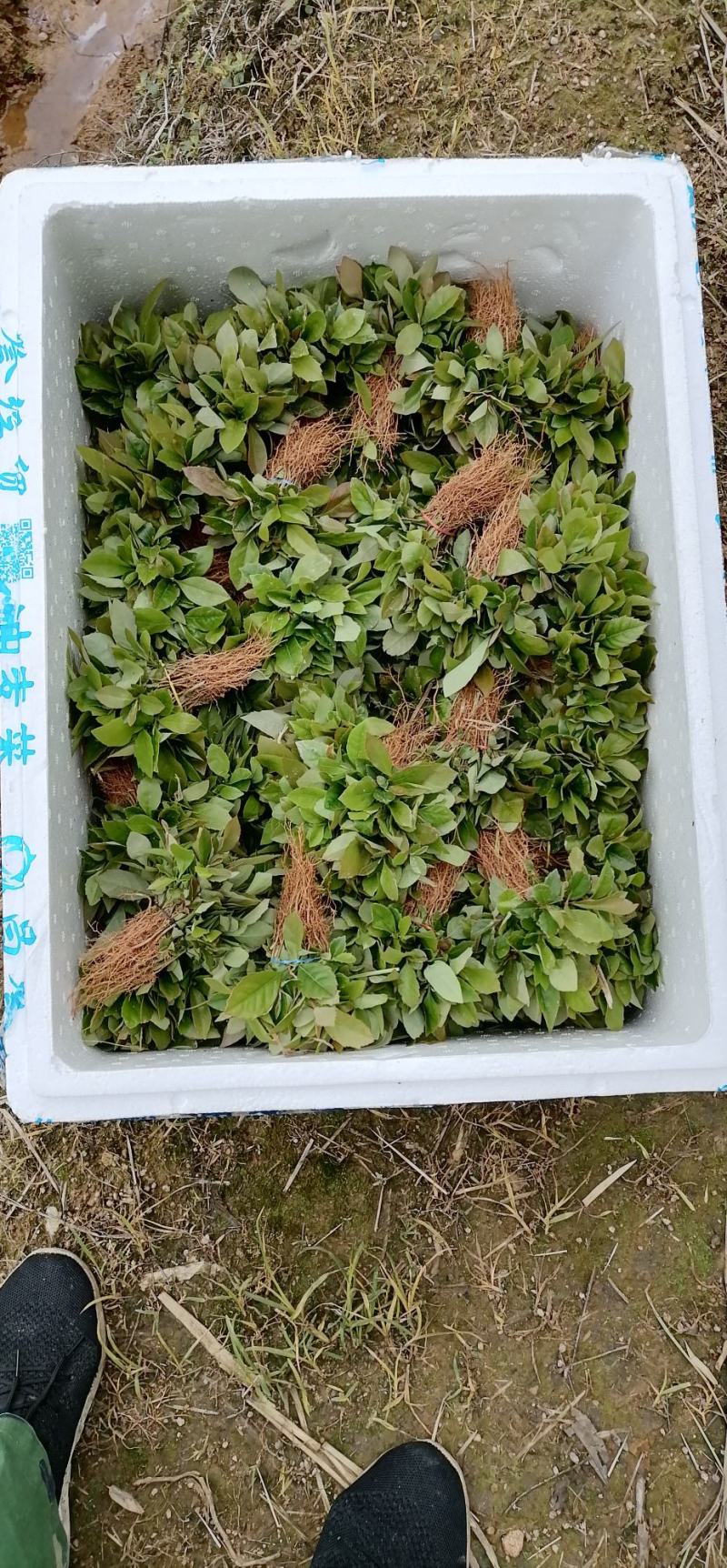 木荷苗、荷木苗、荷木芽苗产地直供批发价出售