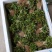 木荷苗、荷木苗、荷木芽苗产地直供批发价出售