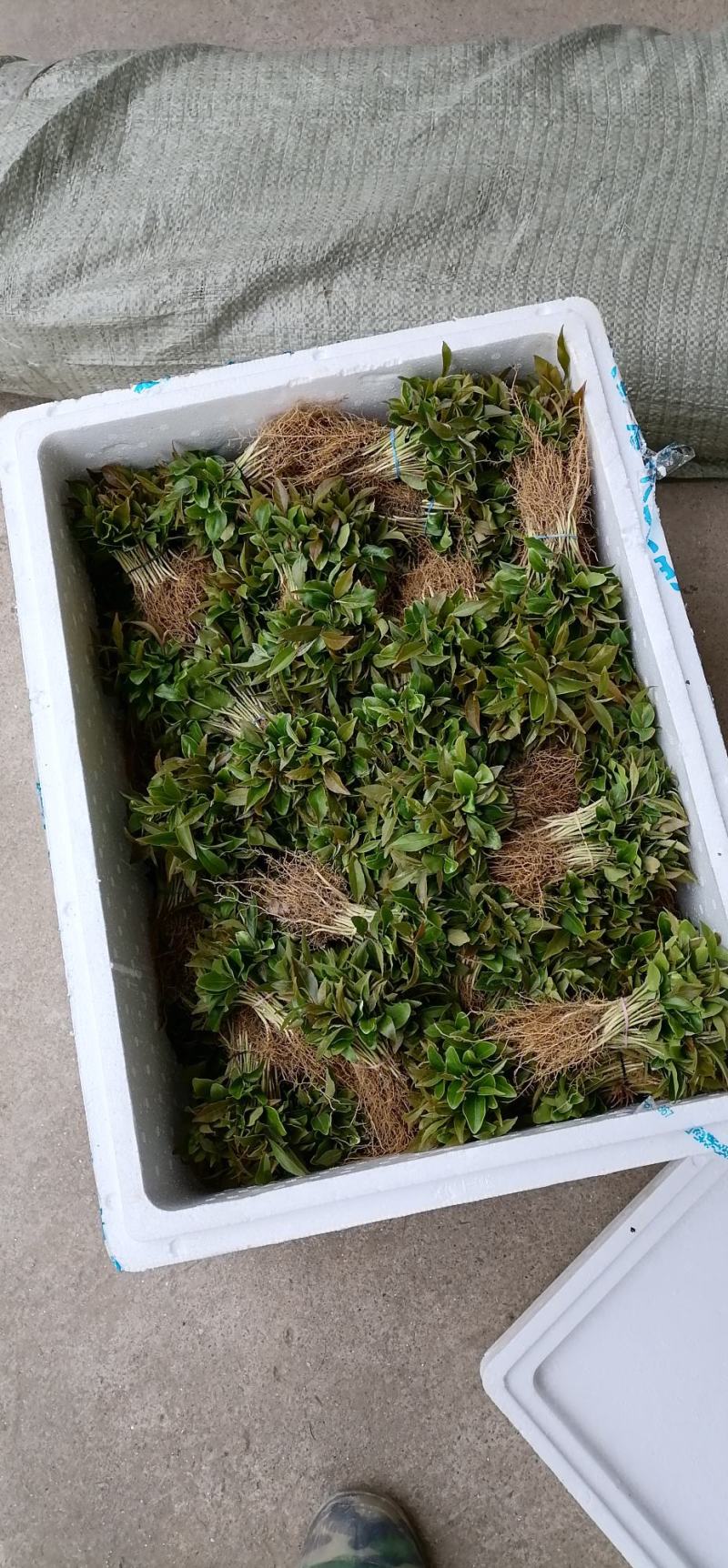 木荷苗、荷木苗、荷木芽苗产地直供批发价出售