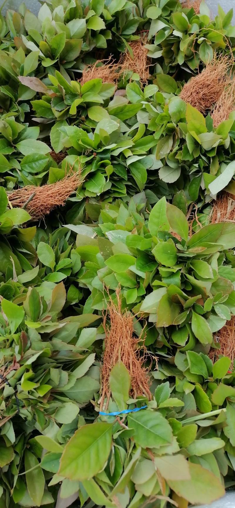 木荷苗、荷木苗、荷木芽苗产地直供批发价出售