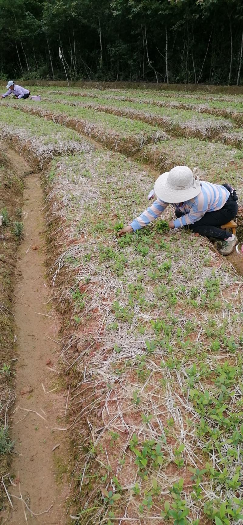木荷苗、荷木苗、荷木芽苗产地直供批发价出售