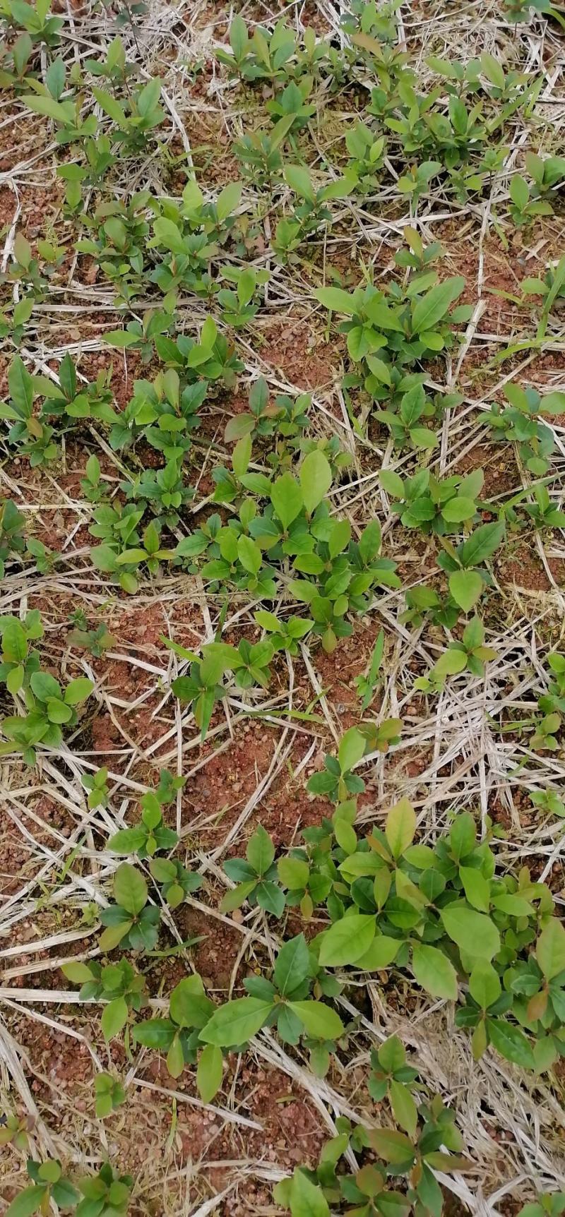 木荷苗、荷木苗、荷木芽苗产地直供批发价出售