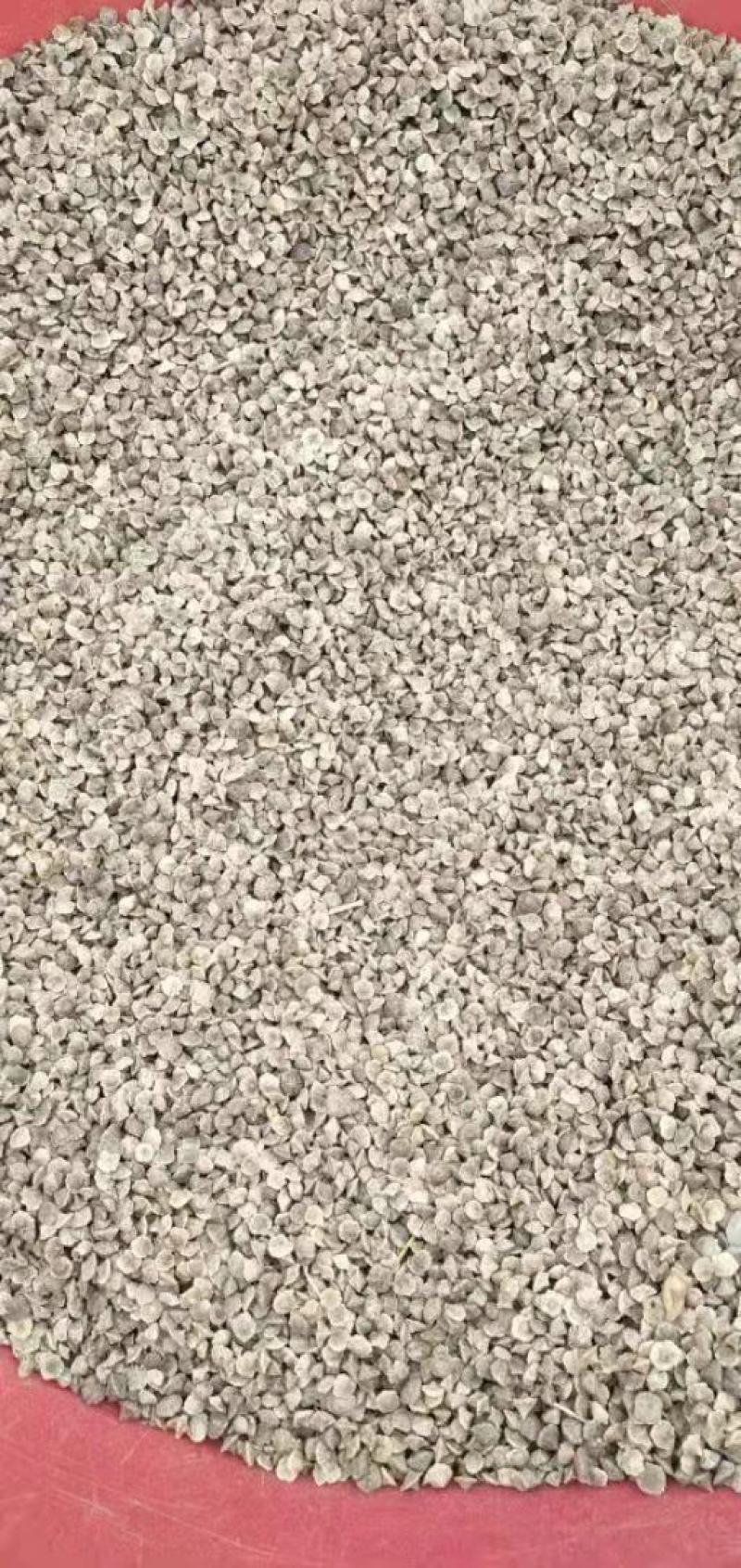 青钱柳树，青钱柳苗地径1一3公分现货供应！