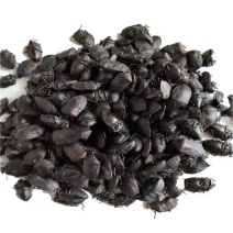 中药材炒九香虫当天发货质量保证包邮