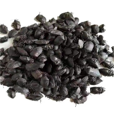 中药材炒九香虫当天发货质量保证包邮