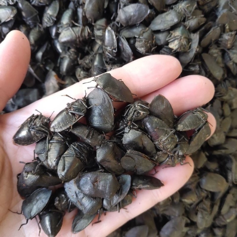 中药材炒九香虫当天发货质量保证包邮