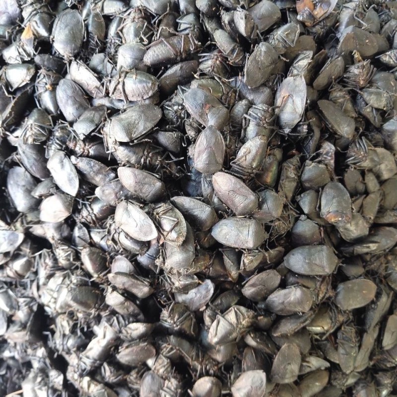 中药材炒九香虫当天发货质量保证包邮