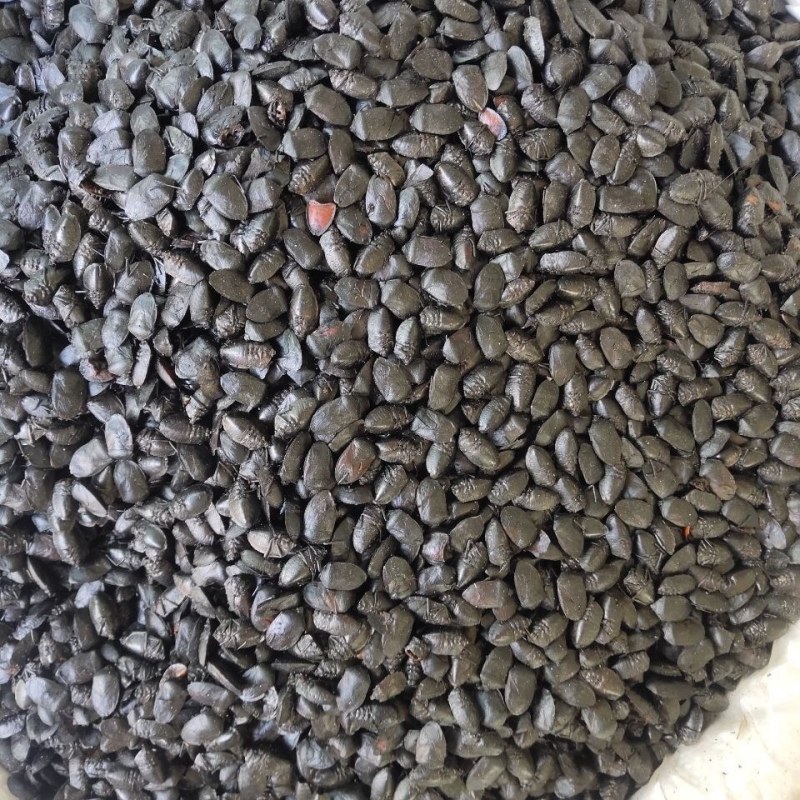 中药材炒九香虫当天发货质量保证包邮
