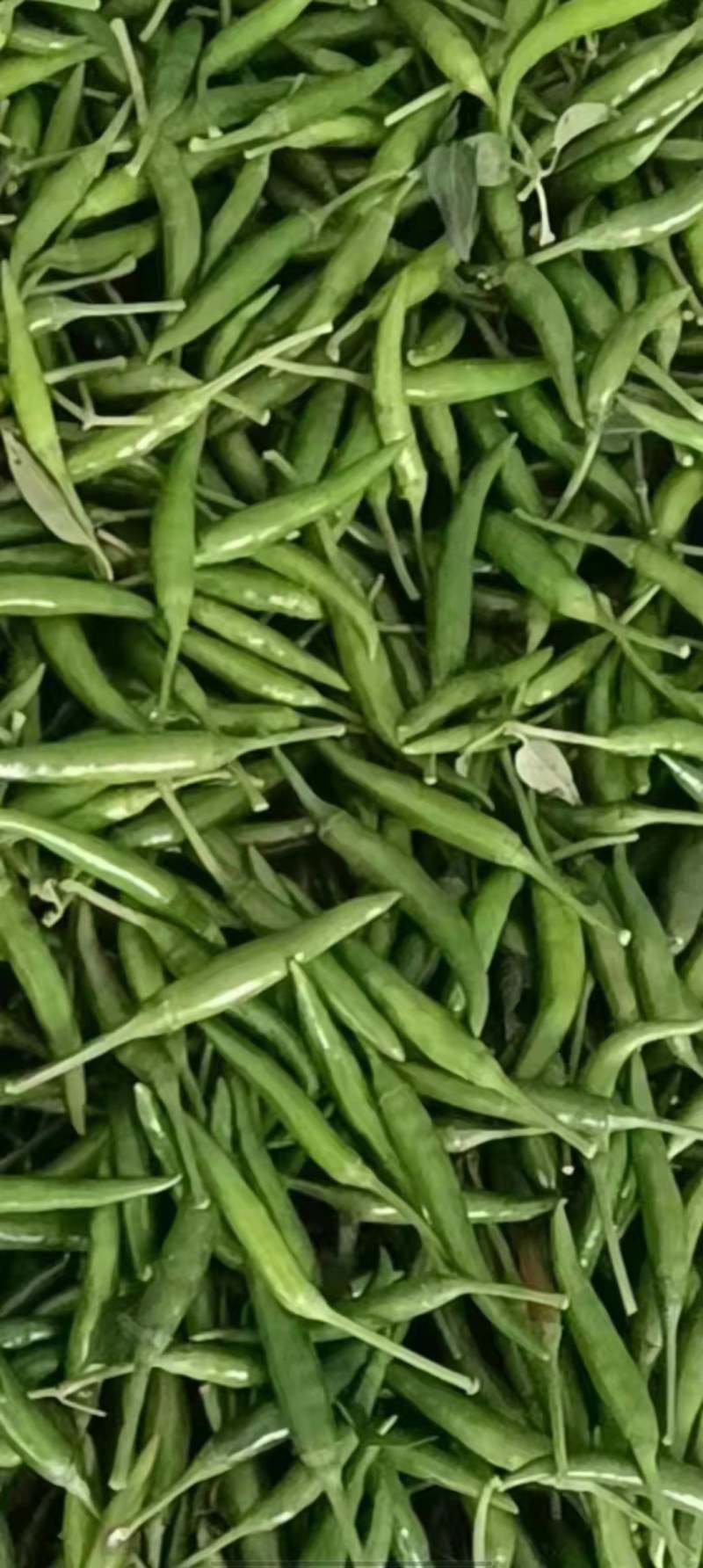 【实力热卖】艳青小米椒，青辣椒大量上市，商超团购量大从优
