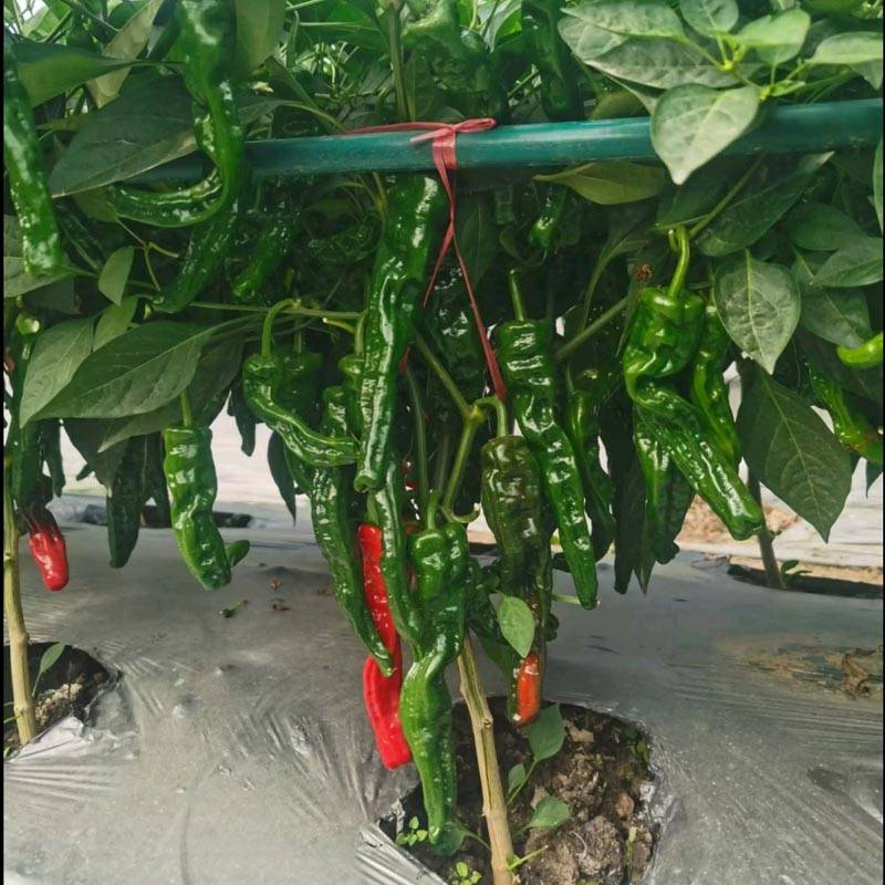 同乐2号皱皮椒薄皮香椒辣椒种子每袋一千粒包邮